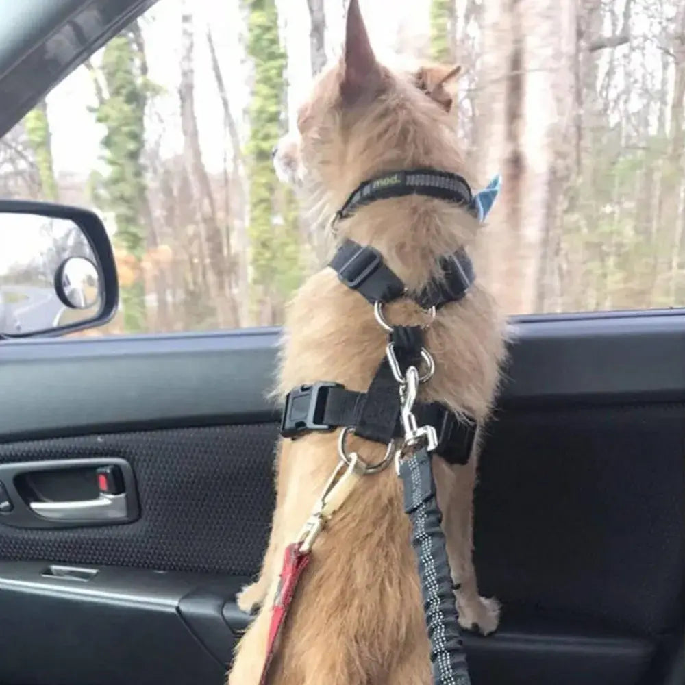 赤いリードが付いた、犬用シートベルトシステムの一部として取り付けられた、シルバーの金属金具付きの黒いエラスティック反射安全ハーネスを着用したタンのふわふわの犬。