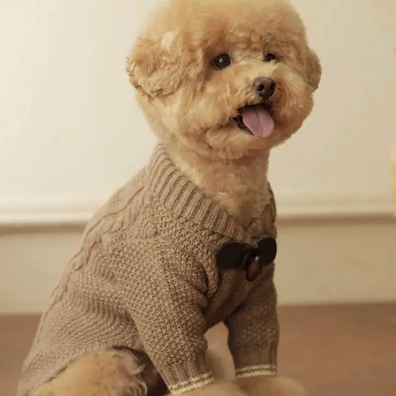 A fluffy tan poodle wearing a beige cable knit dog knitted sweater with a black bow tie for pet winter apparel.