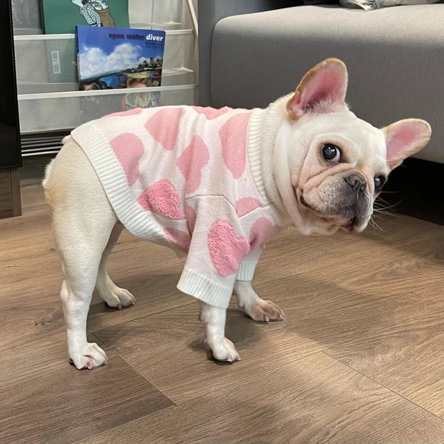 a white french bulldog wearing a pink heart-patterned knit dog heart knit sweater designed for winter pet apparel
