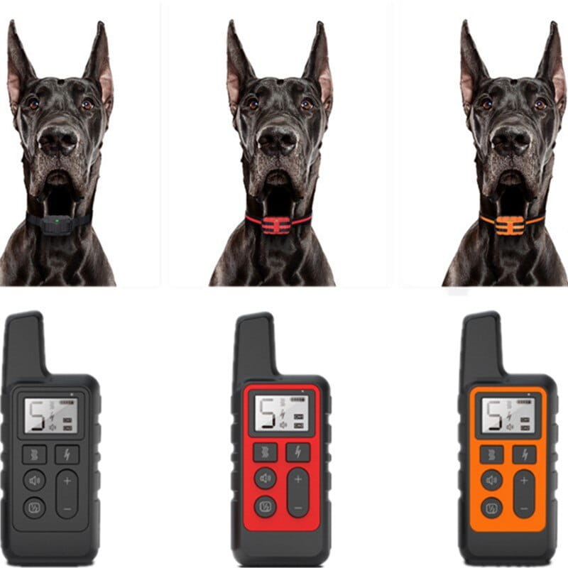 black great dane wearing a dog training collar with 500m waterproof remote in orange with an electronic training device attached to its neck