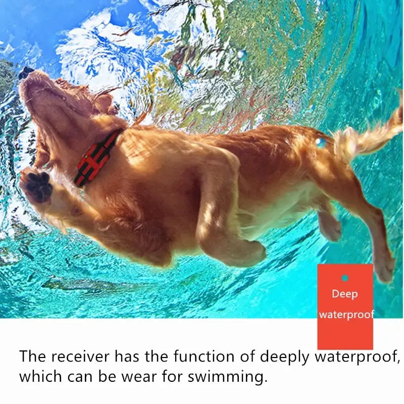 A golden retriever underwater wearing a red and black patterned dog training collar with 500m waterproof remote.