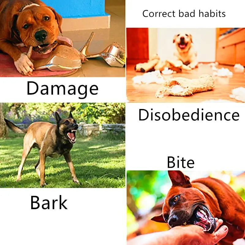 A brown dog with a black nose chewing on a silver high-heeled shoe next to a dog training collar with 500m waterproof remote.