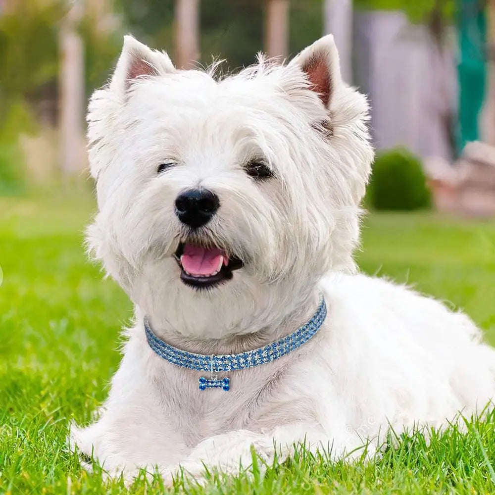 A rhinestone dog collar featuring a sparkling blue crystal design with a bone-shaped pendant adorns a white West Highland White Terrier.