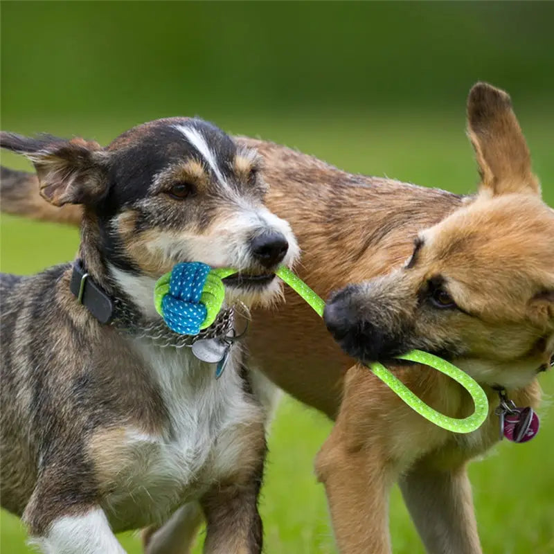 Bright green dog rope toy featuring a blue and lime green knotted ball designed for small and medium dogs in seven variants.