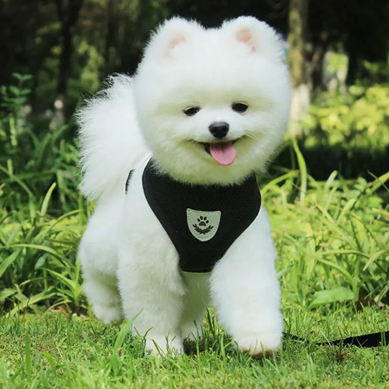 銀色の肉球プリントのエンブレムを備えた、リード付きの黒い反射メッシュ犬用ハーネスを着用したふわふわの白いポメラニアン。