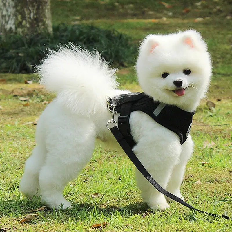 リード付きの黒い反射メッシュ犬用ハーネスを着用した、ふわふわの白いポメラニアン(背面からの表示)。