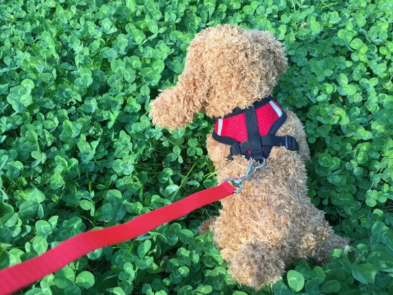 赤と黒の反射メッシュ犬用ハーネスと、同じ赤いリードを着用した、ふわふわのタン色のプードル。