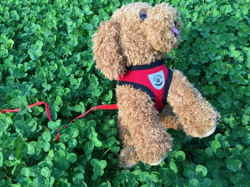 白い肉球プリントのロゴとリードセットが付いた、赤と黒の反射メッシュ犬用ハーネスを着用した、淡い茶色のふわふわのテディベア。