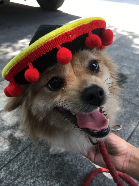 A fluffy tan dog wearing a knitted dog sombrero hat pet costume with black, yellow, and red pom-poms.