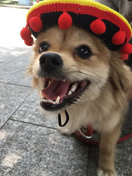 A cheerful tan dog wearing a knitted yellow and black dog sombrero hat with red pom-poms for a festive pet costume.