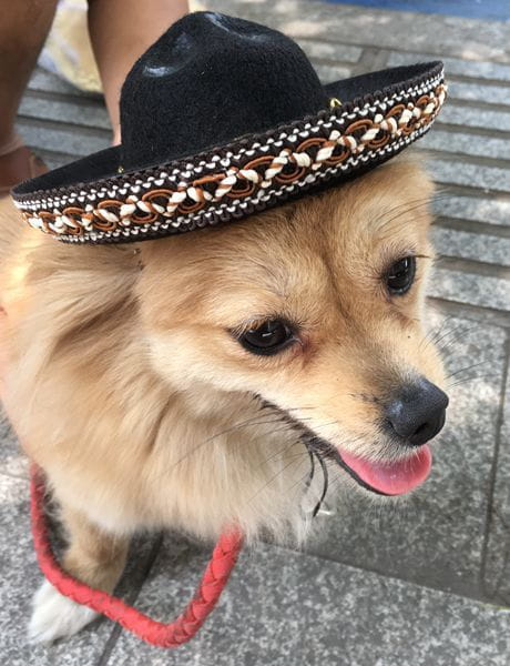 A fluffy tan dog wearing a black felt knitted dog sombrero hat with an ornate braided band in a pet costume.