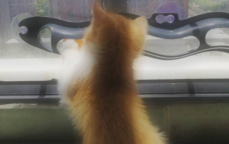 a ginger and white kitten with fluffy fur is seen from behind resting its paws on a windowsill next to a cat track ball toy with suction cup designed for interactive play and entertainment.