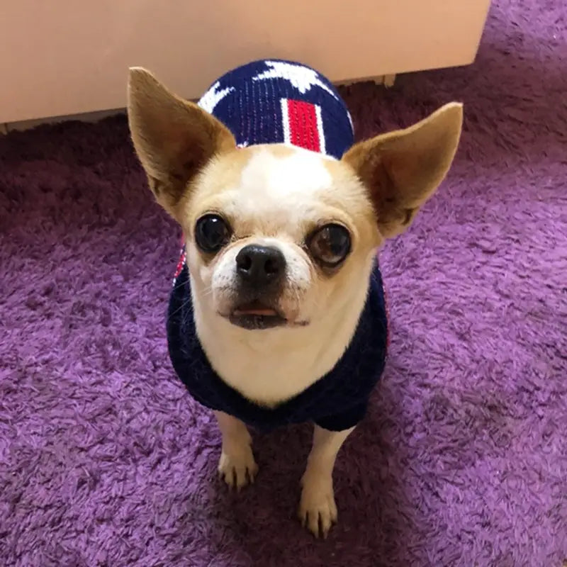 A chihuahua wearing a navy blue knitted festive knit pet sweater with white stars and red stripes designed for winter and holiday use.
