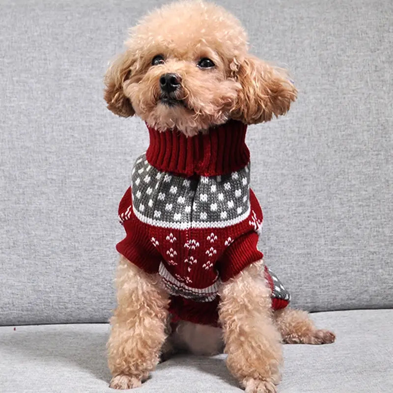 A fluffy tan poodle wearing a festive red gray and white knitted snowflake winter dog sweater designed for pet apparel.