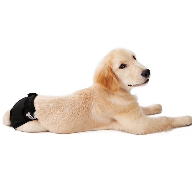 Breathable female dog diaper physiological pants in black absorbent material with a white bone logo on the side.