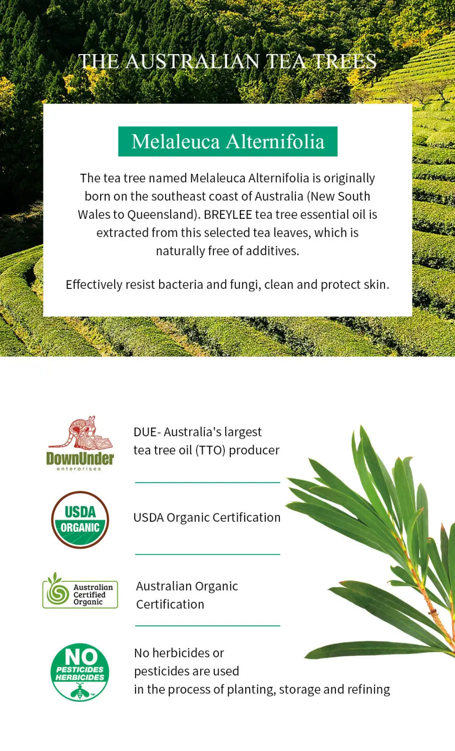 breylee tea tree acne treatment face and neck cream 20g features tea tree essential oil extracted from melaleuca alternifolia leaves native to australias southeast coast, naturally free of additives and certified organic by usda and australian organic standards.