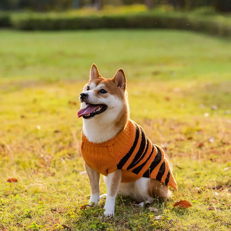 Orange and black striped knitted Halloween dog sweater featuring a pumpkin knit design for a shiba inu.