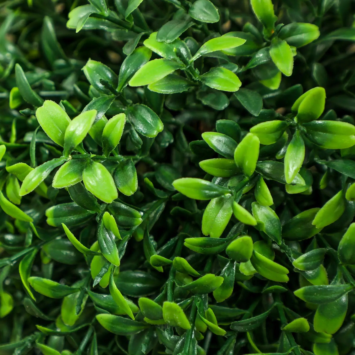 Set of 2 artificial boxwood topiary trees 36 inch featuring vibrant green artificial foliage with a glossy leafy texture.