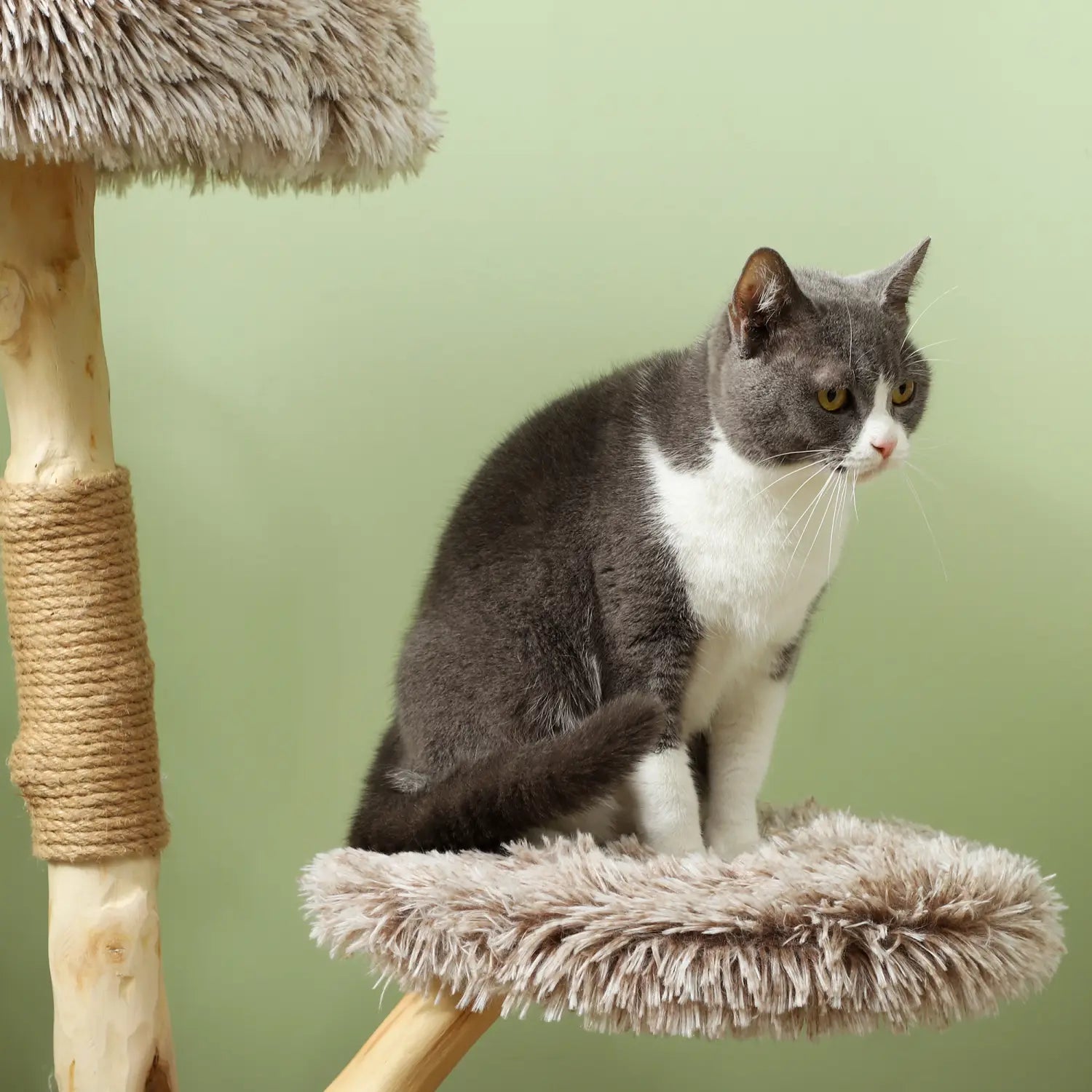 Eine grau-weiße Katze mit grünen Augen, die auf der flauschig-weichen Plattform des 35-Zoll modernen Katzenbaum-Turms aus Holz sitzt, mit einem hölzernen Kratzpfosten.