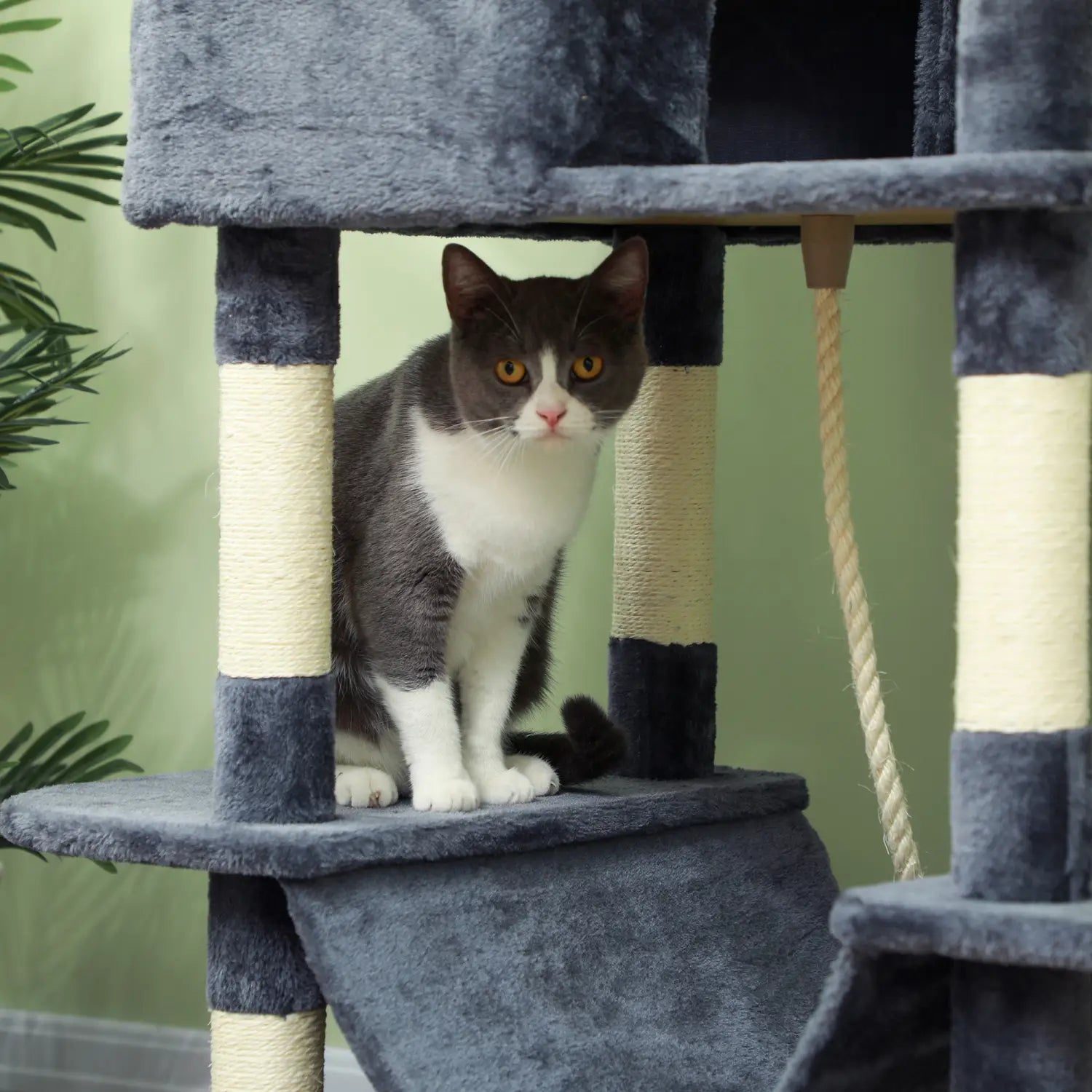 A gray and white cat with yellow eyes sits attentively on an 81 inch multi level tall cat tree made of blue-gray plush material.