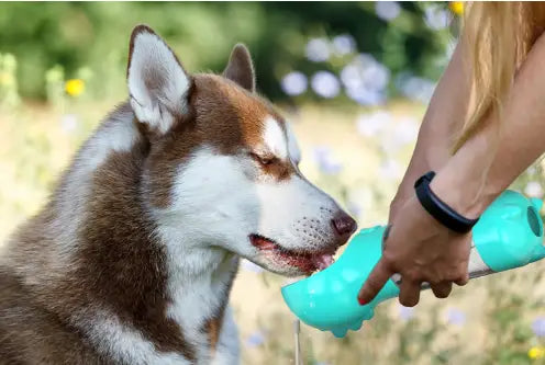 Bouteille d’eau multifonctionnelle pour chien et distributeur de sacs à crottes en plastique turquoise, avec un bec tenu par la main d’une personne.