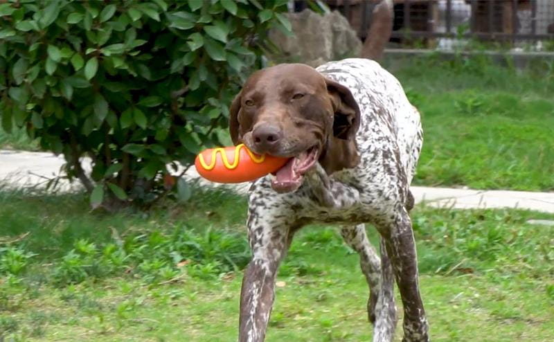 Indestructible Dog Chew Toy Squeaky Rubber Teeth Cleaner
