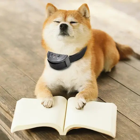 Black anti bark dog shock collar with sound and vibration features and buttons shown on a shiba inu dog.
