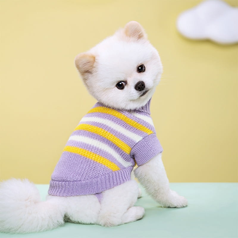 Ein flauschiger weißer Pomeranian mit einem gemütlichen, lavendelfarbenen und gelben gestreiften gestrickten Hundepullover aus Wolle für die Haustierbekleidung