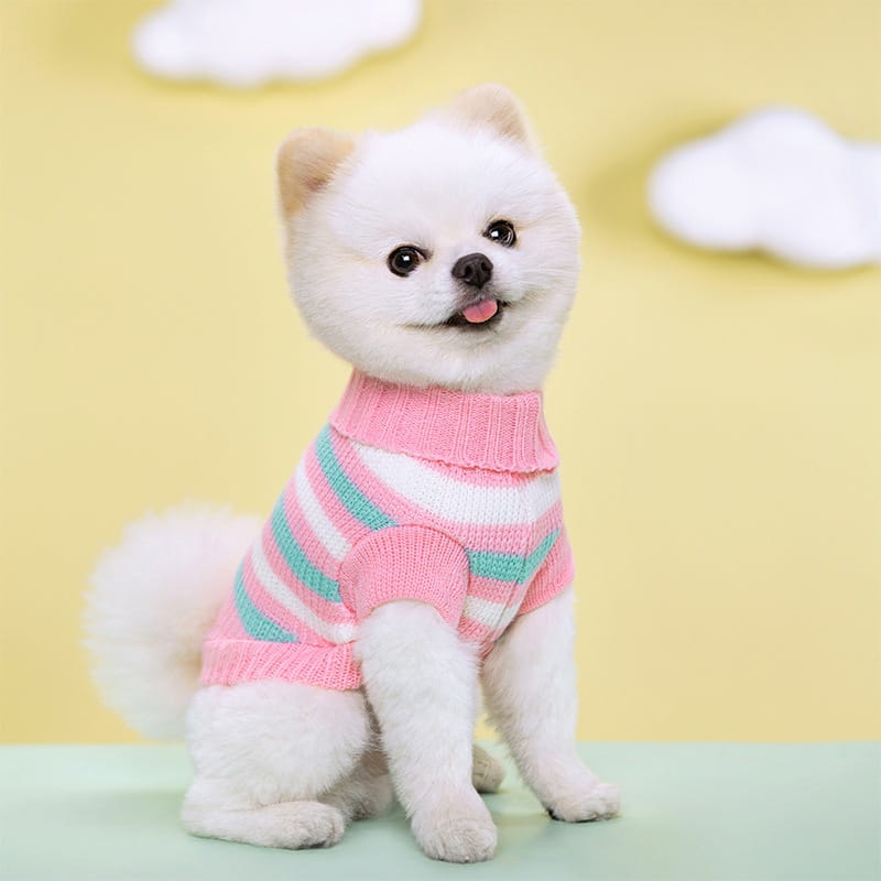 Ein flauschiger weißer Pomeranian, der einen gestreiften Hundepullover mit Blumenmuster aus Wolle für Haustierbekleidung in Rosa, Mintgrün und Weiß trägt.