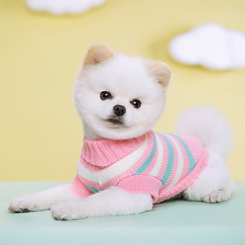 Ein flauschiger weißer Pomeranian, der einen gestrickten Hundepullover mit rosafarbenen, weißen und mintgrünen Streifen aus Wolle für Haustierbekleidung trägt.