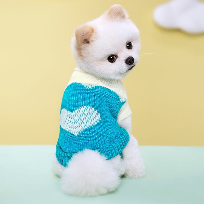 Ein flauschiger weißer Pomeranian, der einen türkisfarbenen gestrickten Hundepullover mit weißem Herzdesign aus Wolle für Haustierbekleidung trägt.