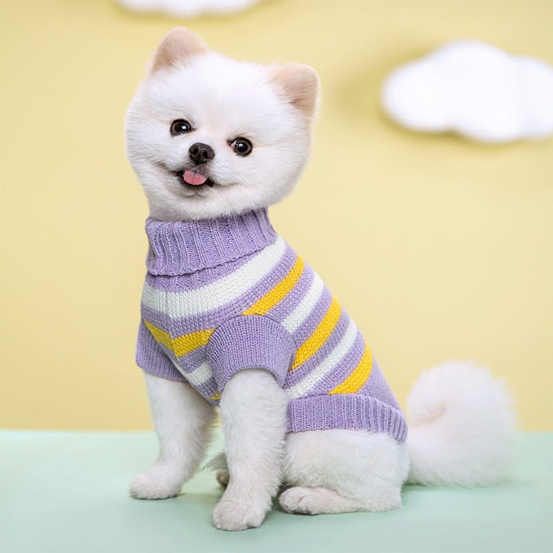 Ein flauschiger weißer Hund, der einen gemütlichen lavendelfarbenen und gelben gestreiften gestrickten Hundepullover aus Wolle für die Haustierbekleidung trägt.
