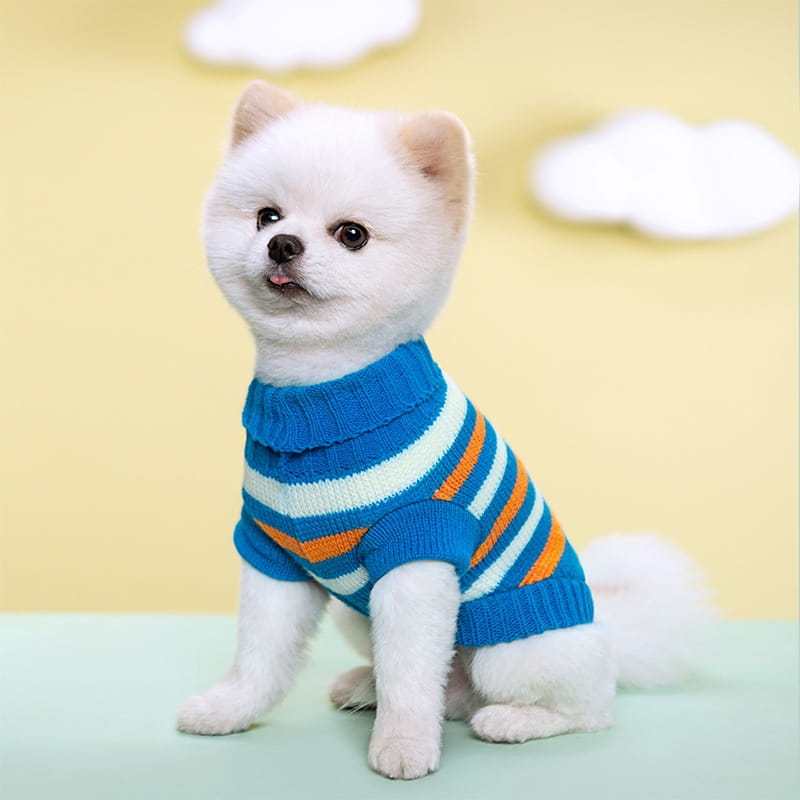 Ein flauschiger weißer Pomeranian, der einen gestrickten Hundepullover mit kräftigen blauen, orangefarbenen und cremefarbenen Streifen aus Wolle für die Haustierbekleidung trägt.