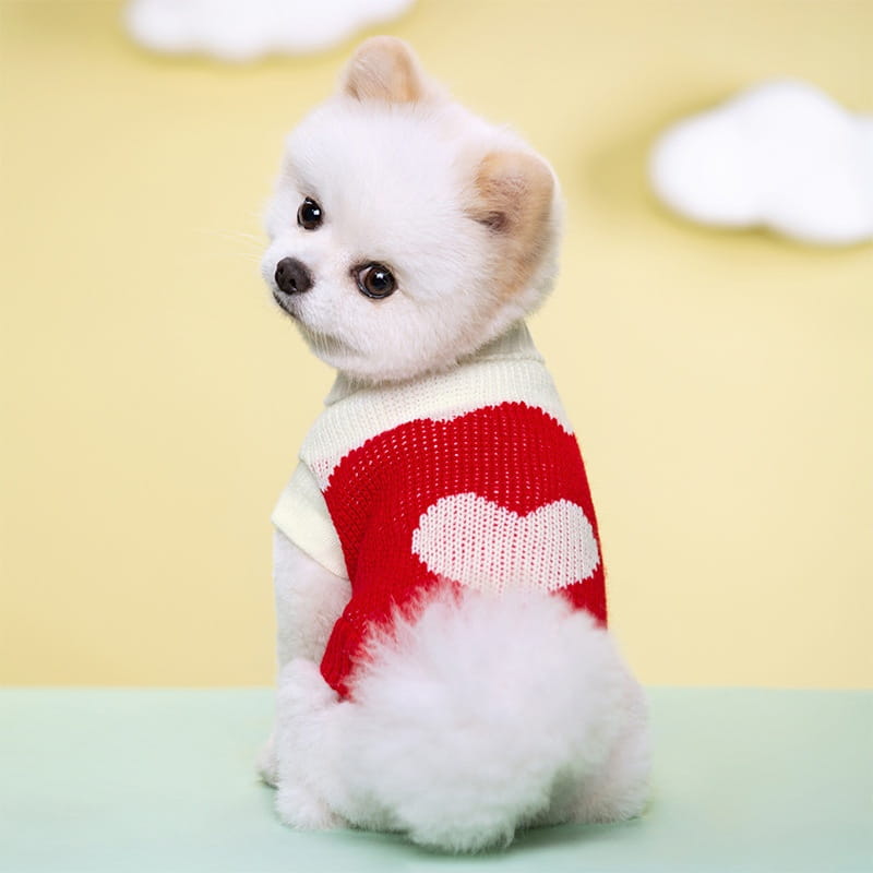 Ein flauschiger weißer Hund, der einen roten und cremefarbenen gestrickten Wollpullover mit einem weißen Herzdesign für die Haustierbekleidung und für den Winter trägt.