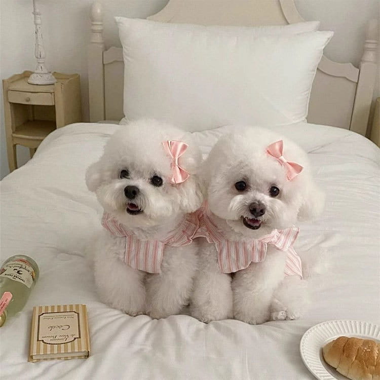 Deux bichons frisés blancs duveteux portant des nœuds rayés rose et blanc assortis, présentant la robe pour chien de princesse rayée avec nœud.