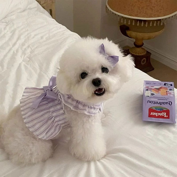 Un chien blanc duveteux portant une robe rayée lavande et blanc à volants avec un nœud assorti, appelée robe pour chien de princesse rayée avec nœud.