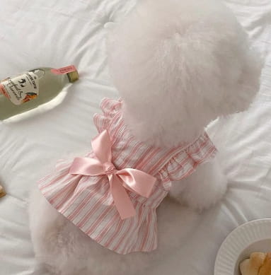 Un chien blanc duveteux portant une robe de princesse rayée rose et blanc pour chien, avec des manches à volants et un nœud en satin assorti à l’arrière.