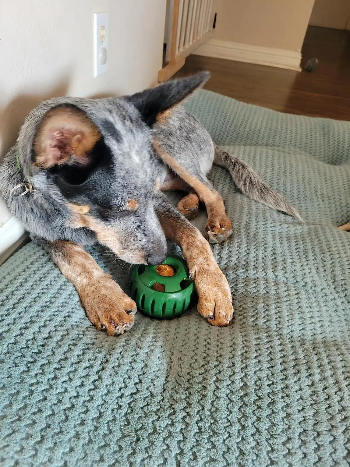Hundesilikon-Slow-Feeder-Ball- und Tablett-Spielzeugset
