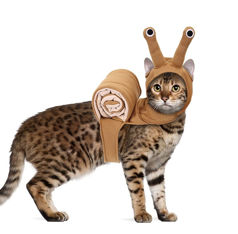 tan snail-themed dog costume with plush antennae and a rolled-up shell attachment designed for halloween pet apparel