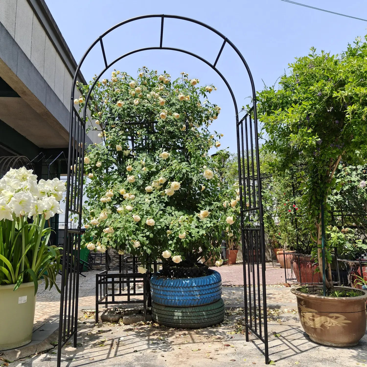 Metal garden arch black wrought iron rose arbor supporting a lush bush of cream-colored roses.