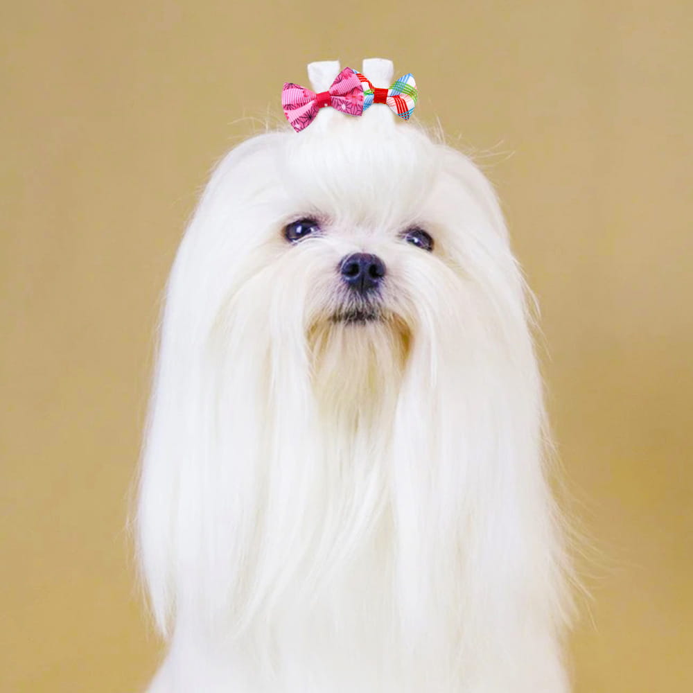 A fluffy white Maltese dog wearing a pink and multicolored plaid pet bow as a colorful dog hair accessory.