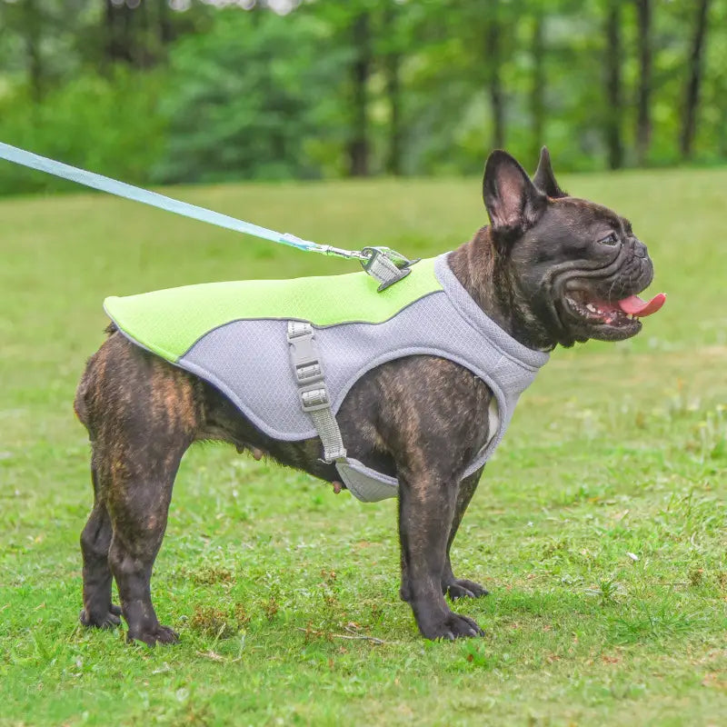 ライムグリーンとグレーのメッシュパネルをあしらった、反射する防日(サンプロテクト)メッシュの犬用冷却ベストを着用した黒いフレンチブルドッグ。