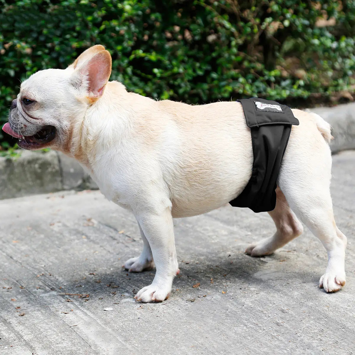Schwarzes waschbares männliches Hundewindelhöschen, hygienischer Gürtel aus absorbierendem Material mit verstellbaren Trägern und Markenlabel am Bund, von der Rückseite dargestellt.