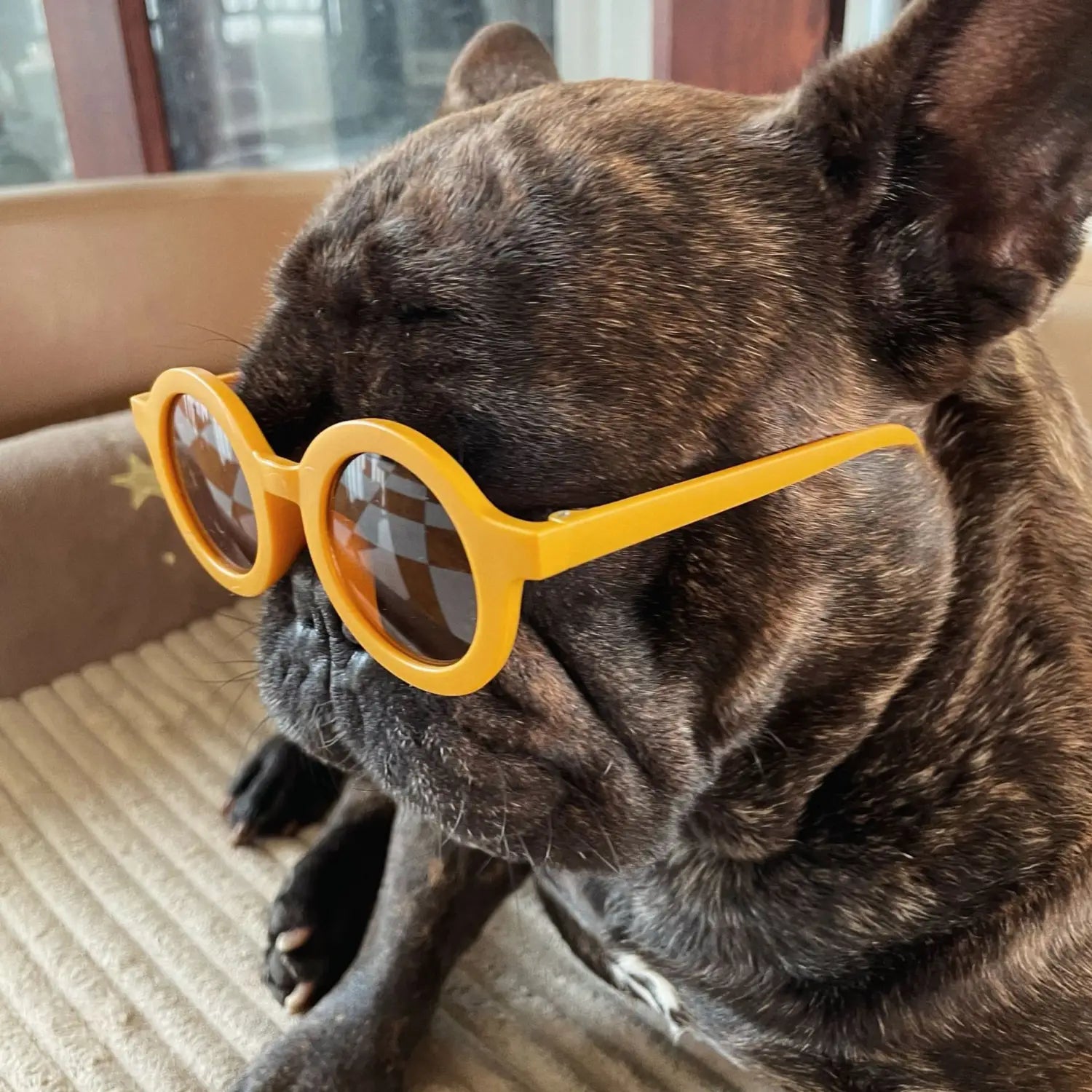 Un bouledogue français bringé portant une paire de lunettes de soleil pour chiens rétro rondes avec des montures jaune vif et des verres à carreaux.