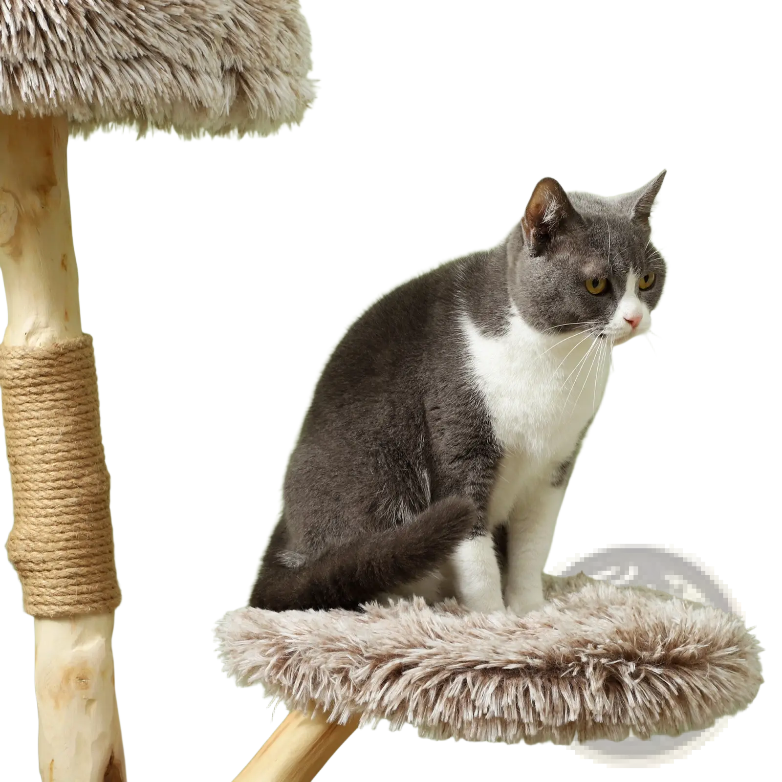 Gray and white cat sitting on a fluffy beige platform of a 35 inch modern wooden cat tree tower with sisal rope post