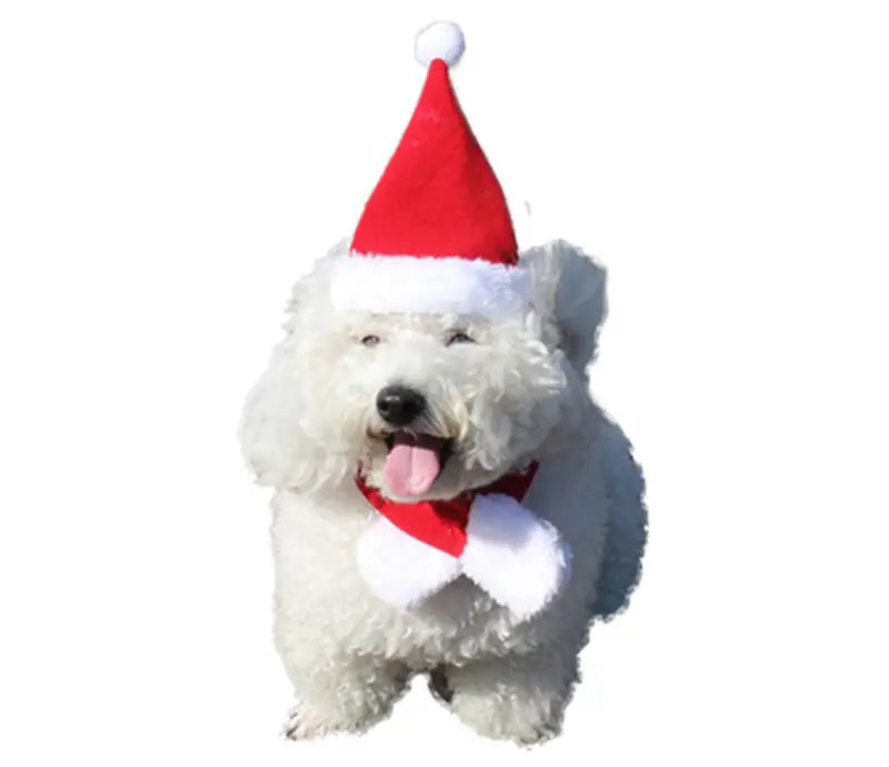 Un chien blanc duveteux portant un bonnet rouge et blanc du Père Noël et une écharpe assortie, arborant un bandeau de Noël avec des bois de renne pour animaux.