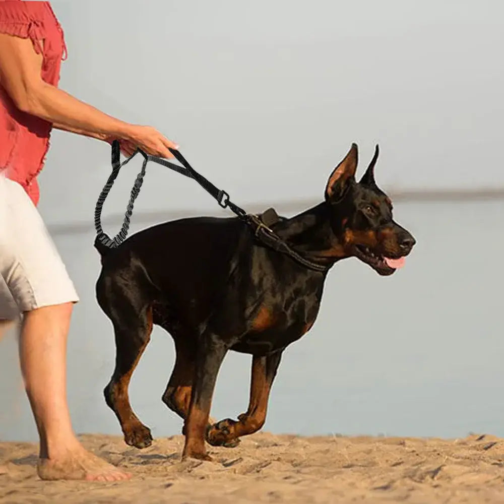 Pinscher doberman noir et tan portant un harnais noir, fixé à une laisse tactique en bungee élastique pour chien avec doubles poignées de contrôle et une laisse réglable.
