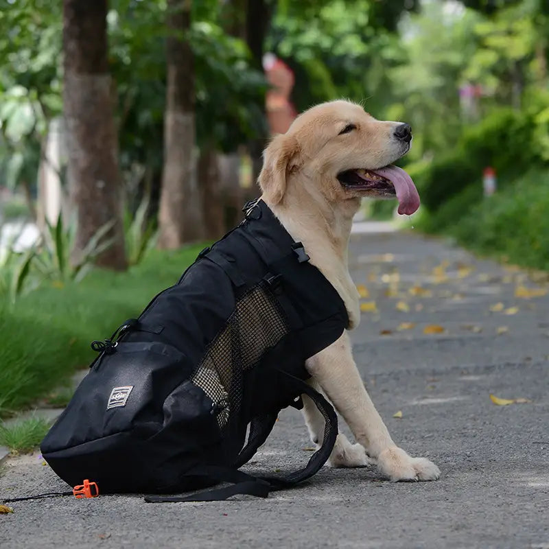 Black mesh and nylon breathable dog backpack pet carrier in gray with orange buckle detail shown from the back side