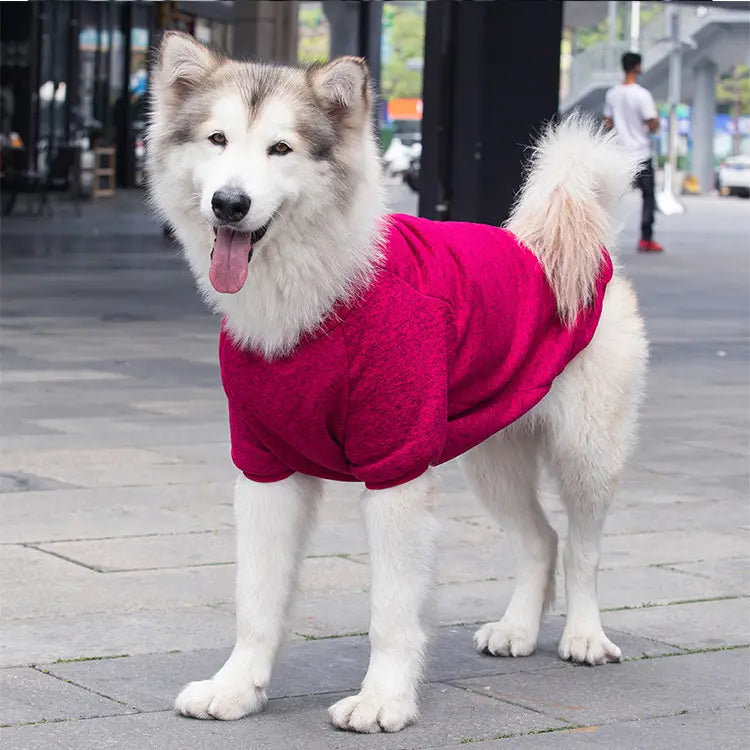 Un Malamute d’Alaska duveteux portant un pull chaud en acrylique fuchsia éclatant Big Dog, conçu pour une tenue d’hiver confortable pour animaux de compagnie.