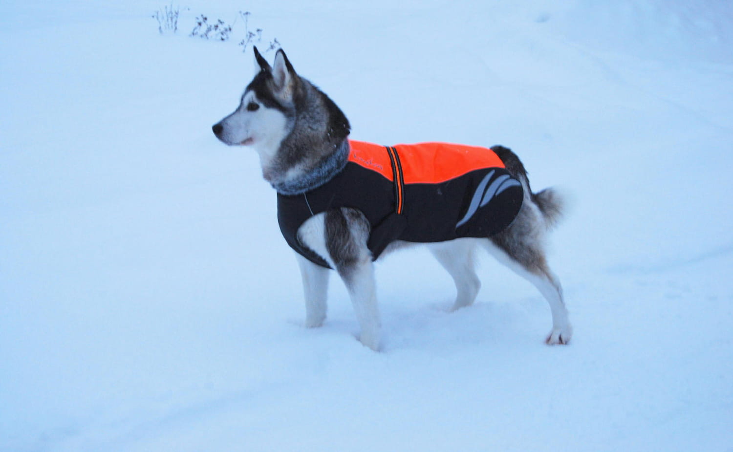 A black and orange insulated winter coat with reflective gray stripes made of waterproof down material designed for a husky in snowy conditions.